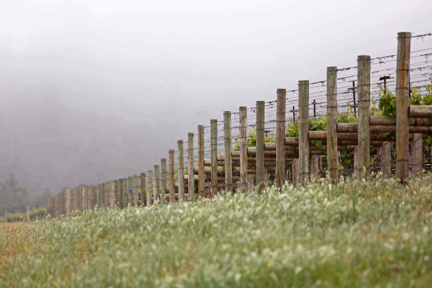 Foggy morning end of rows at Heimark Vineyard