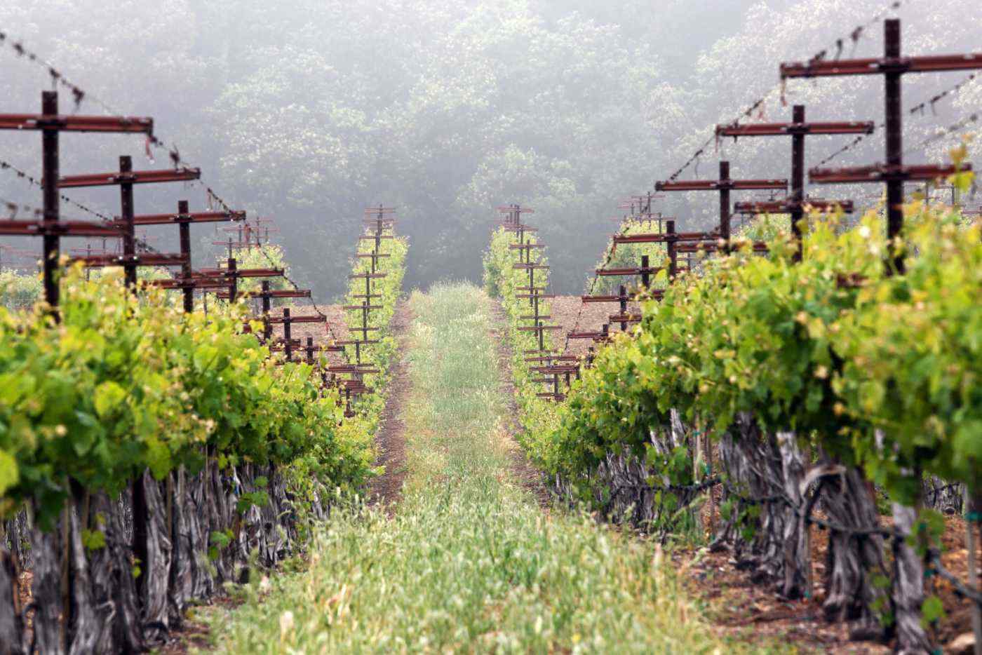 Heimark Vineyard Hillside Row