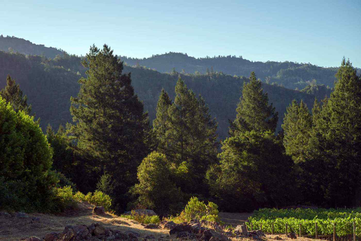 hillside surrounding Heimark Vineyard