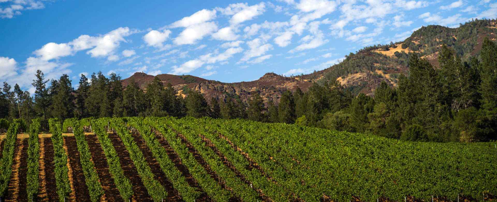 Heimark Vineyard Landscape