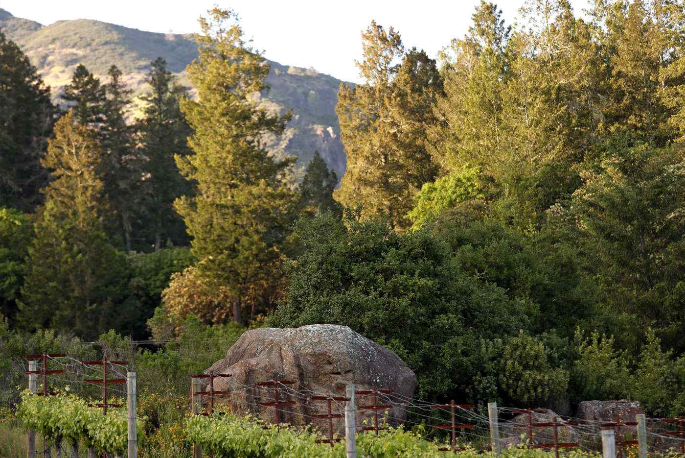 boulder and trees at Heimark Vineyard