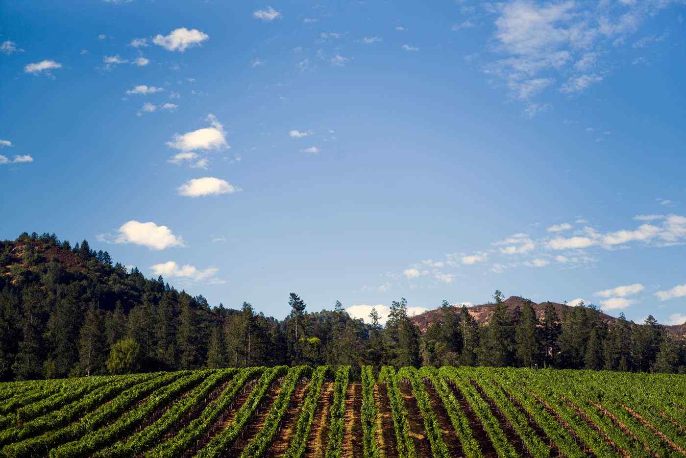 Heimark Vineyard rows on the hillside