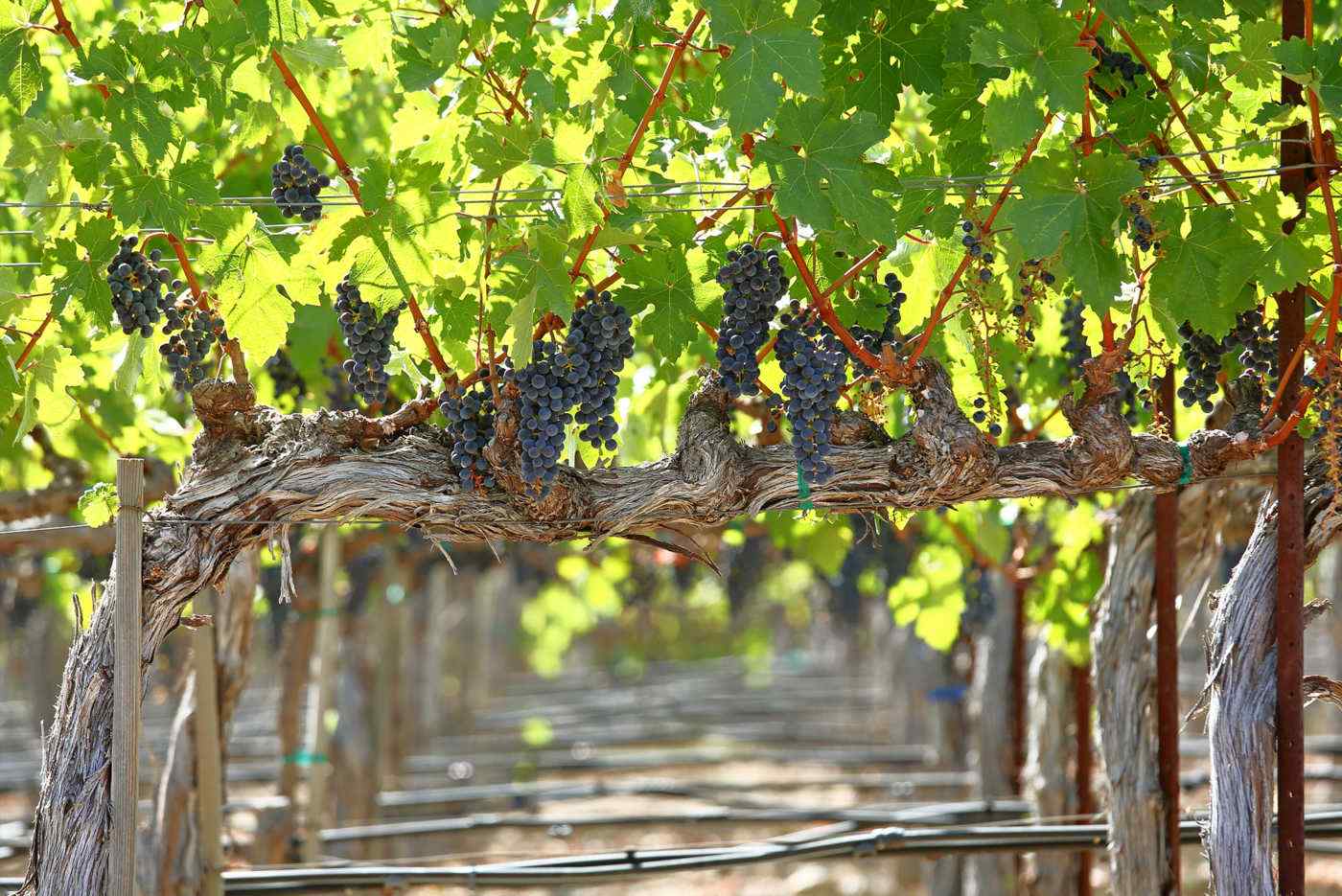 Heimark Vineyard Under the Canopy