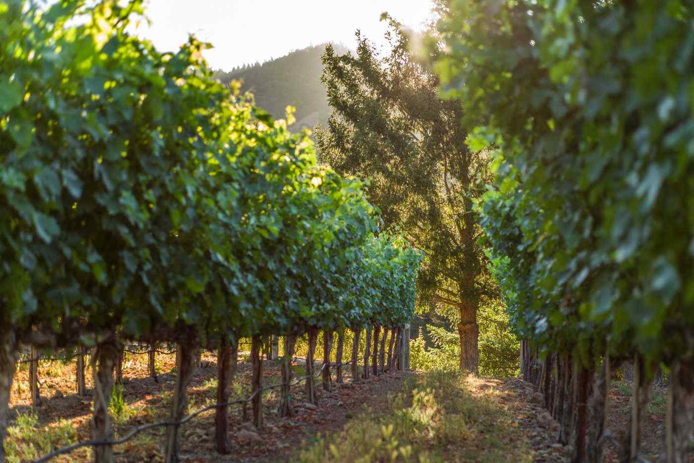 Heimark Vineyard Vines with Tree and Sunshine