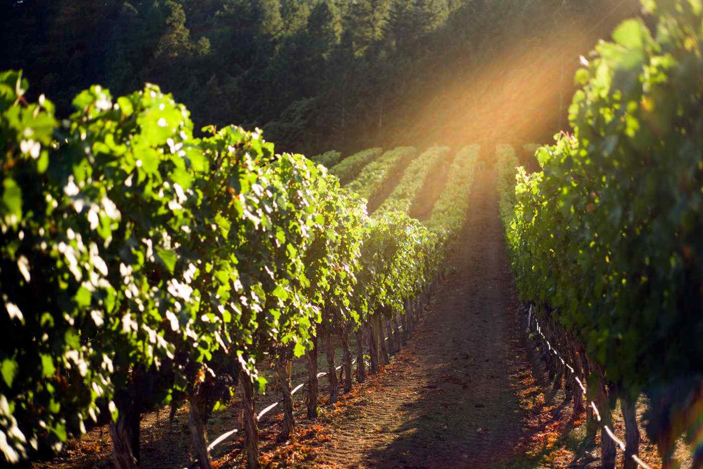 ray of light shining on Heimark Vineyard