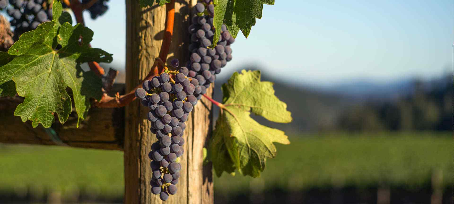 Heimark Vineyard Grapes