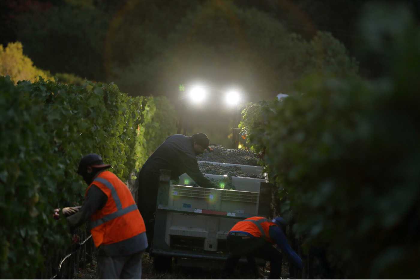 harvest farmworkers sorting through bins