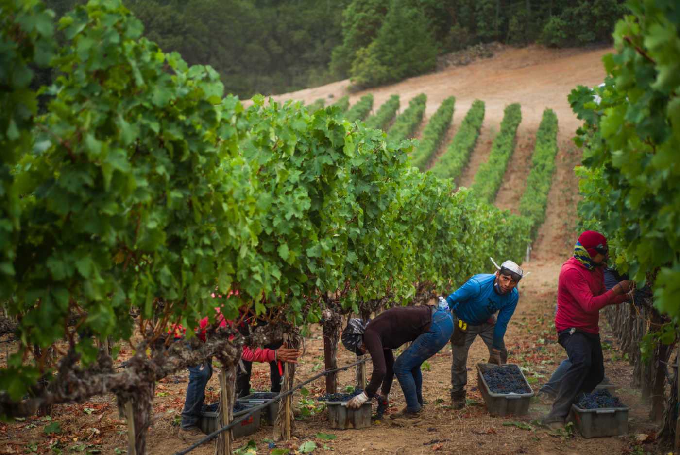 Heimark vineyard rows with harvest farmers