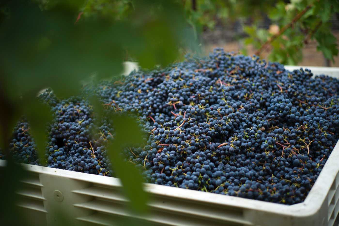 harvest grapes in bin