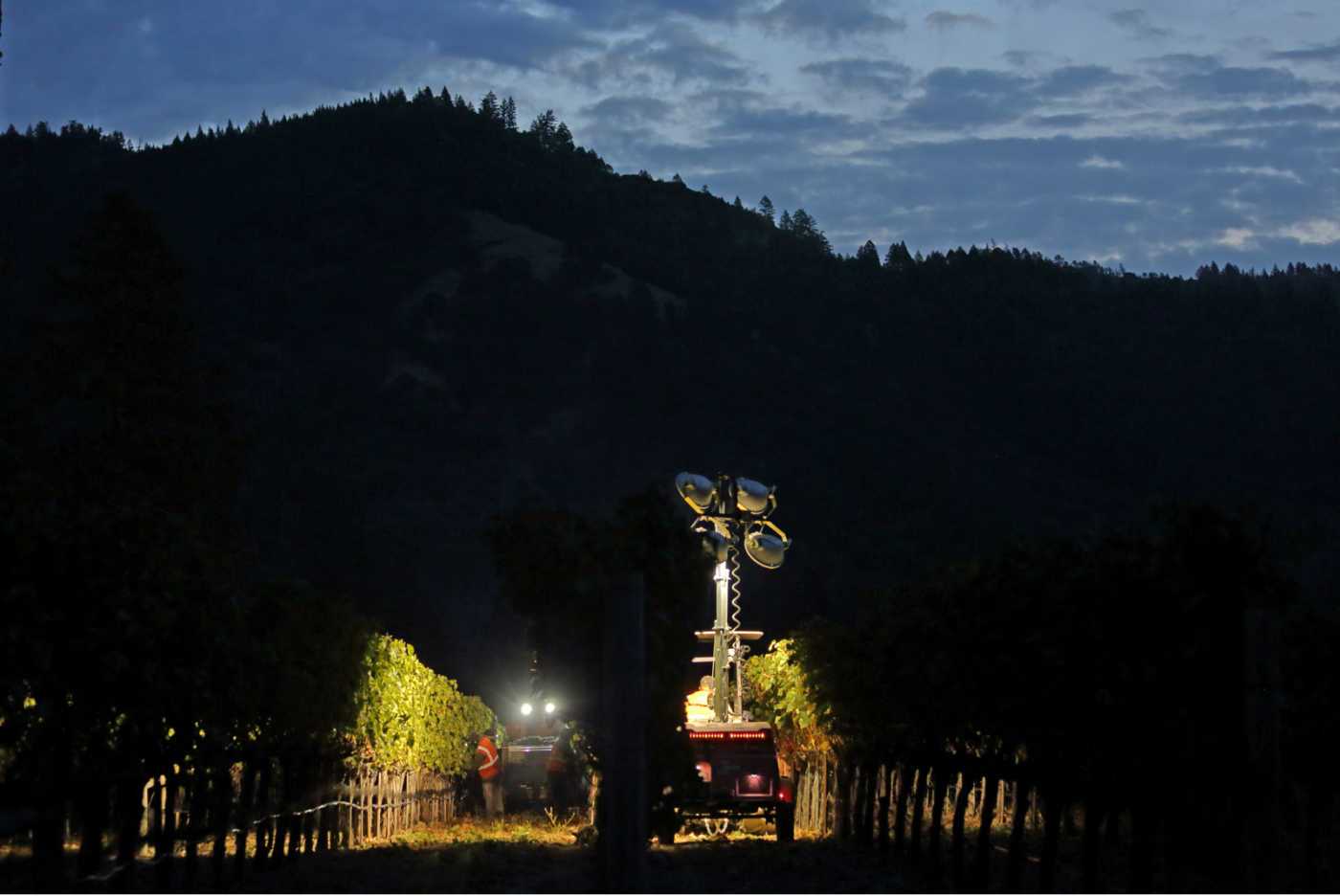 Heimark vineyard rows with harvest lights