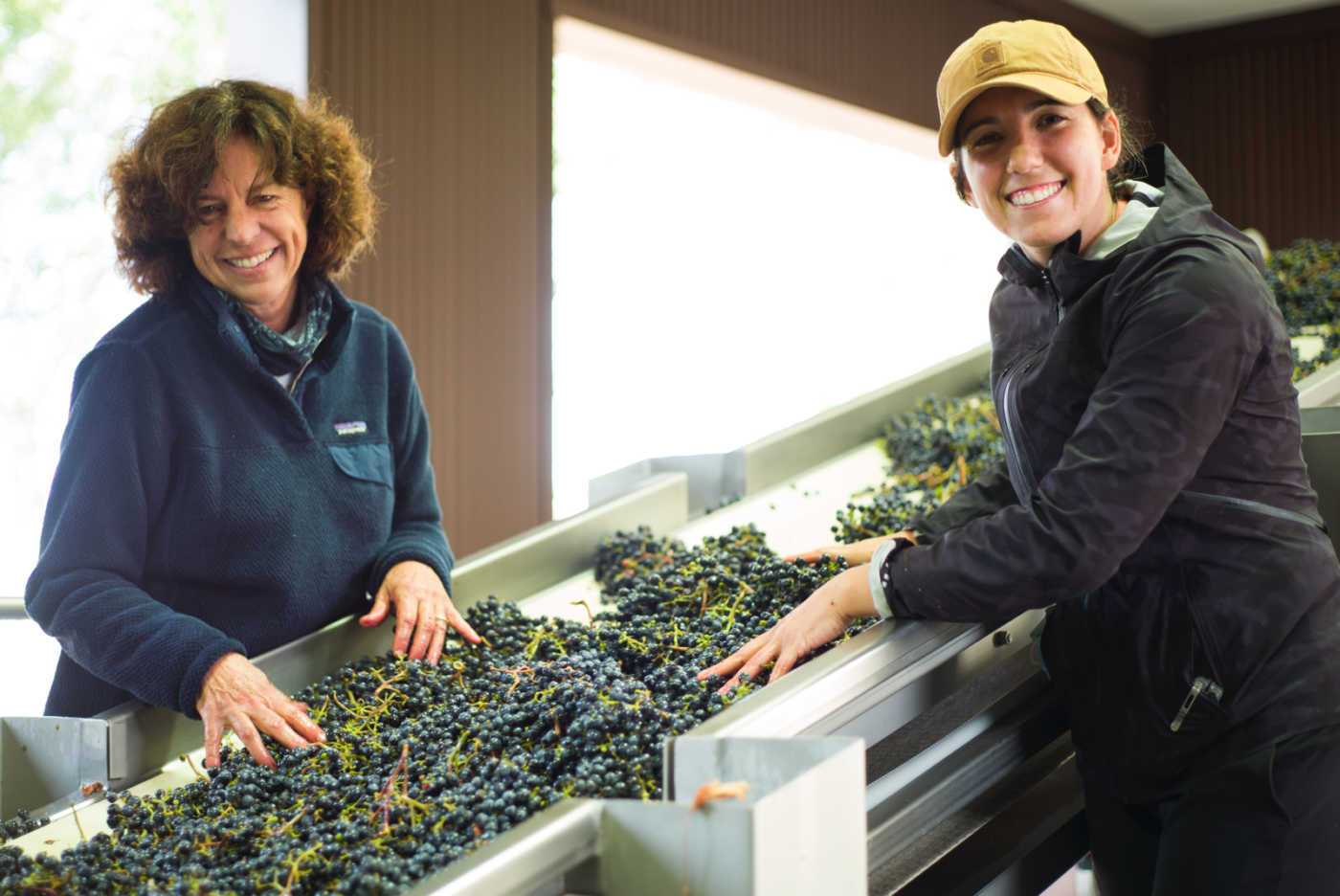 harvest sorting table