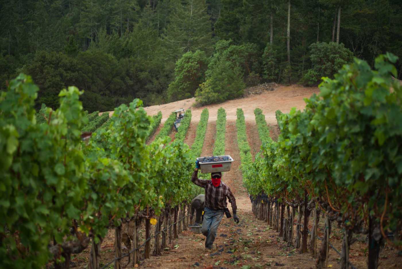 harvest farmer on hillside