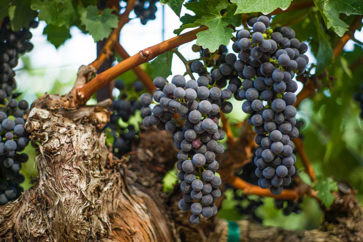 Heimark grapes