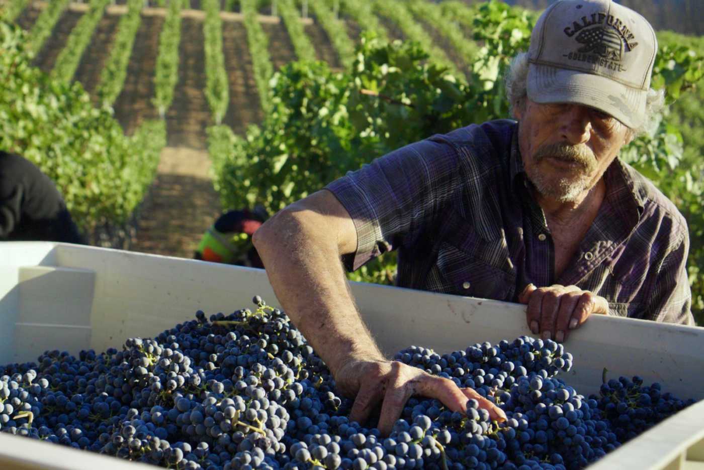 farmworker with grapes in bins during harvest