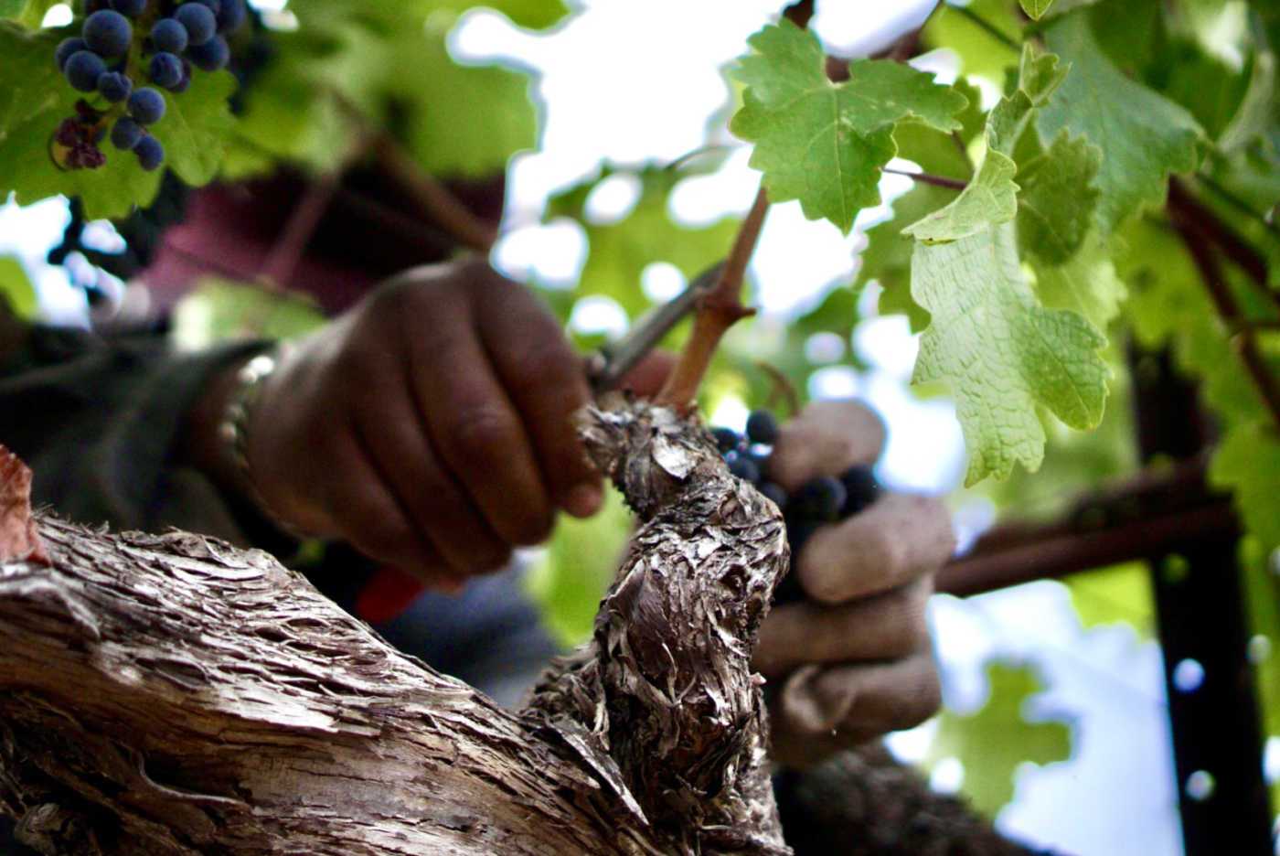 hands pruning grape vines