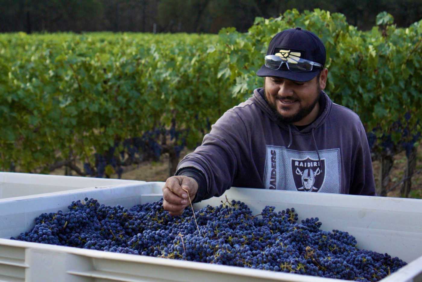 farmworker with grapes