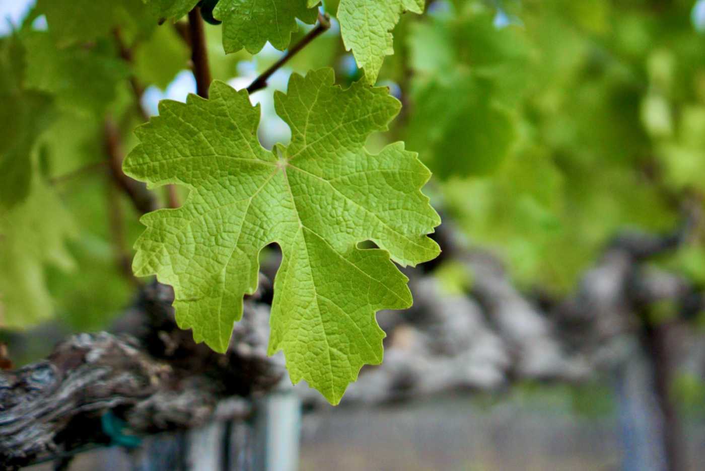 grape leaf