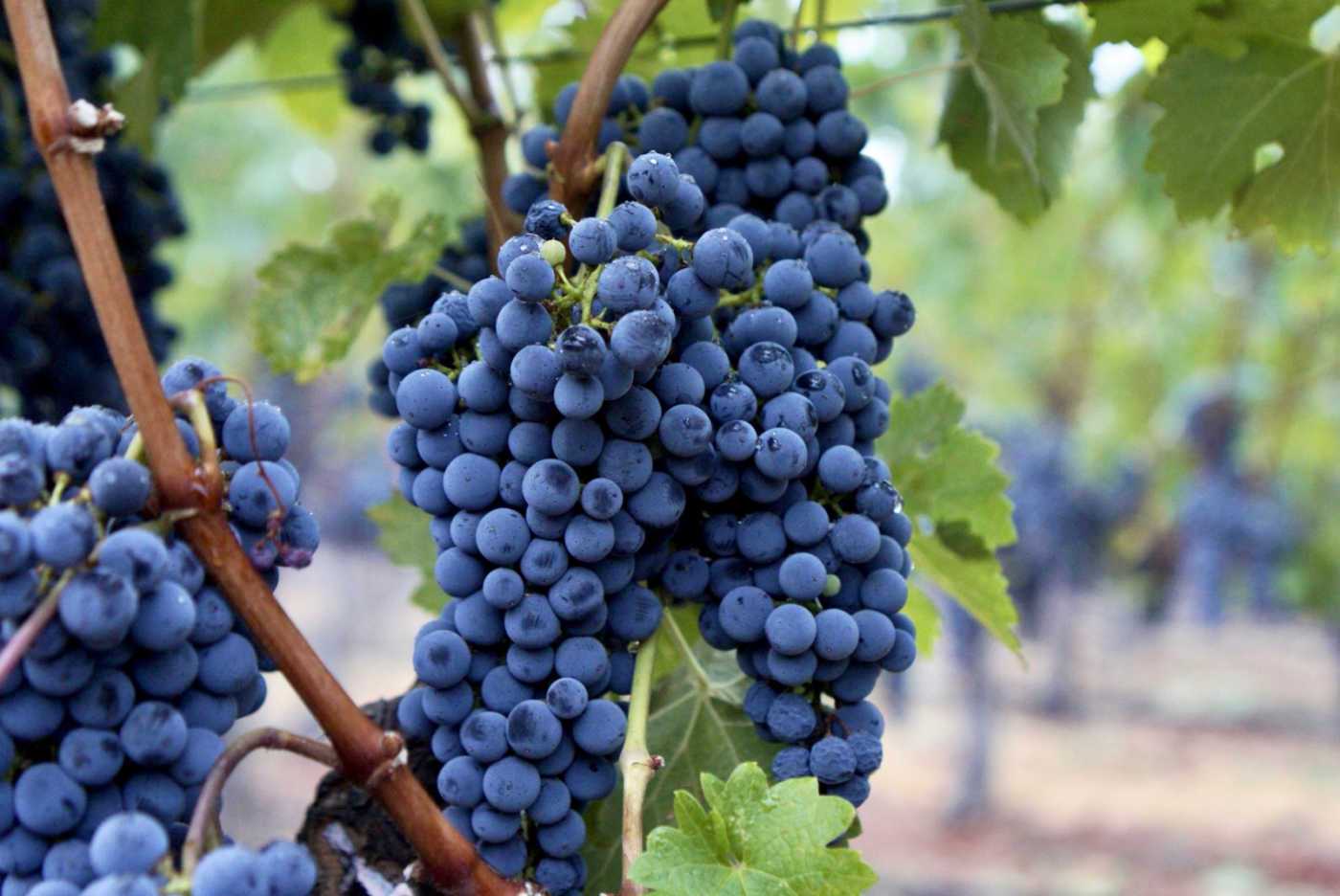 Heimark grapes