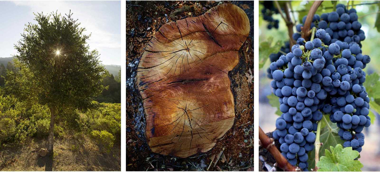 a small tree, a stump, a cluster of grapes